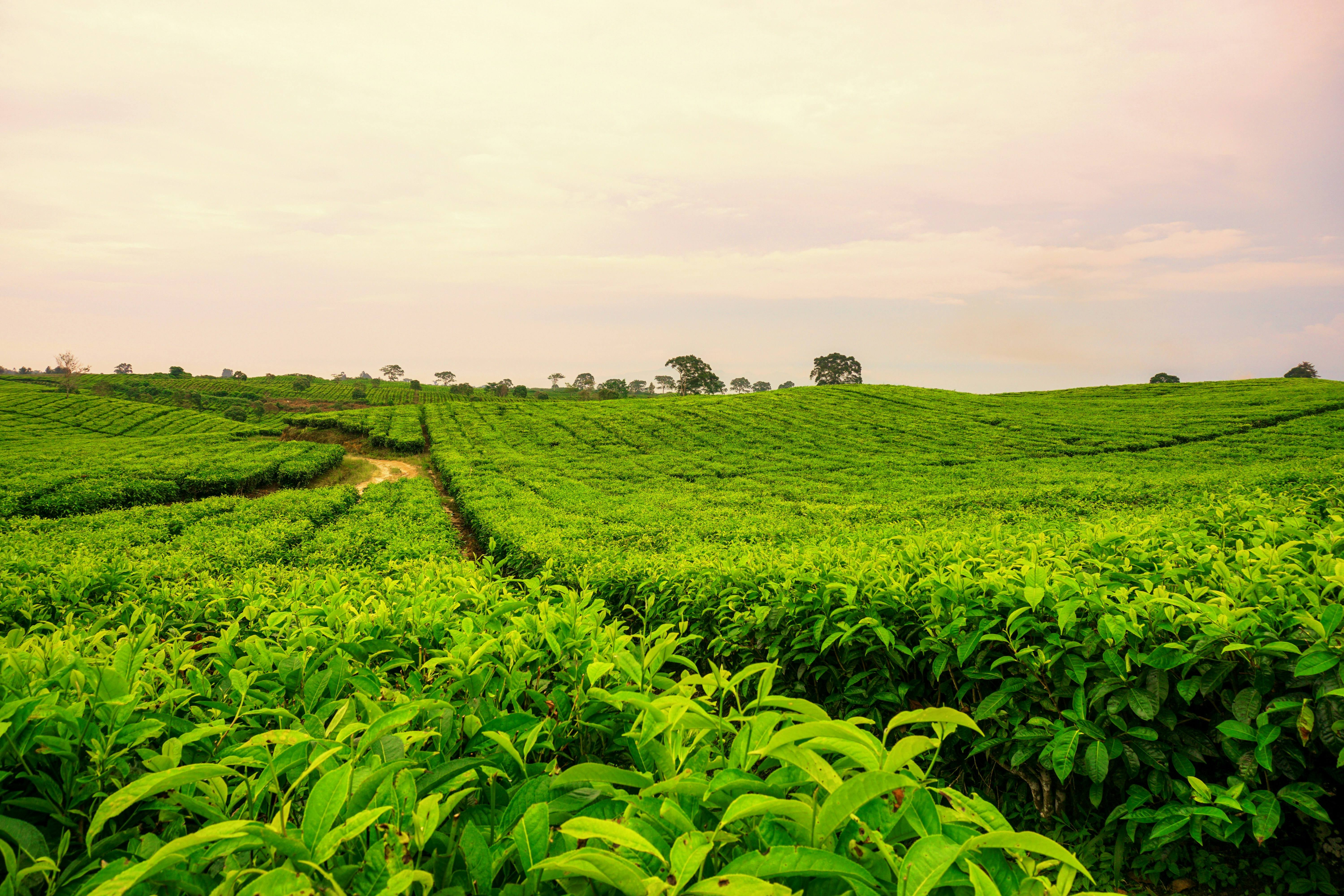 Tea plantation background