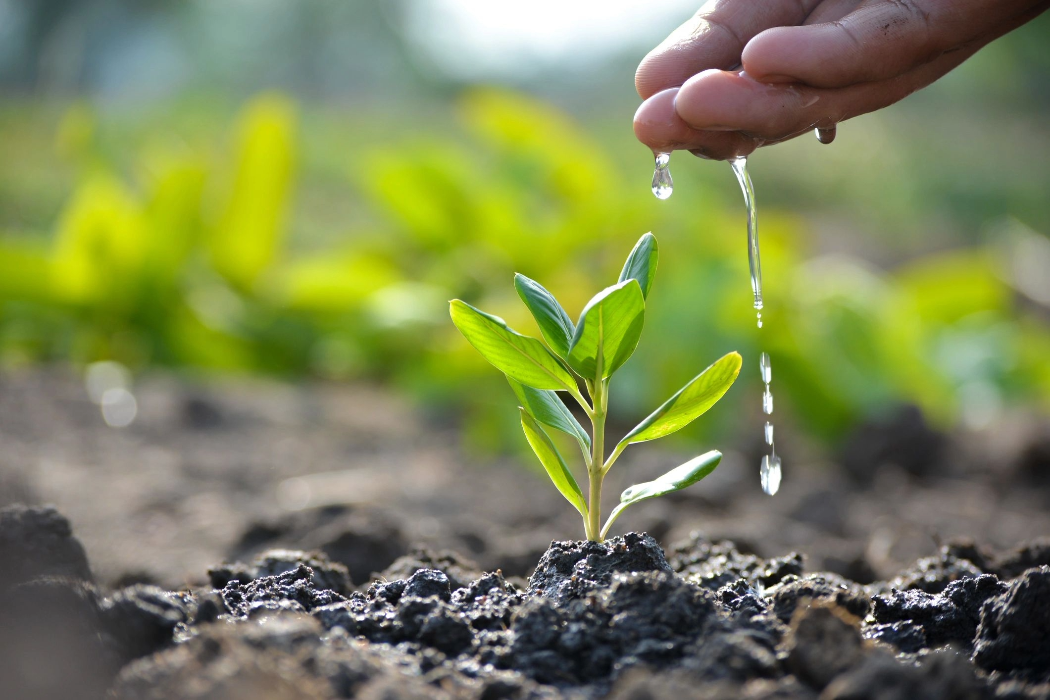 Nurturing plant growth representing company development